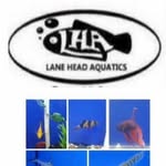 Lane Head Aquatics - @laneheadaquatics - Instagram