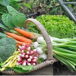 @lanehead_garden_plot_ - Instagram