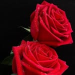 @laneheady647 - Instagram