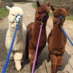 Lane House Alpaca Walking - @lanehousealpaca - Instagram