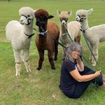 Lane House Alpacas/ Alpaca Walking - @lanehousealpacas - Instagram