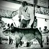 lanehowell2005 - @lanehowell2005 - TikTok