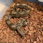Lane Huff - @kansasconstrictors - Instagram