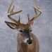 Shooting Lane Taxidermy (Andy Jacobs) - Facebook