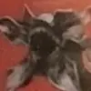 Random_dude - @lanekeller33 - TikTok