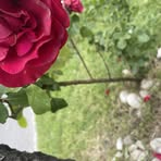 Lane Kirk - Facebook