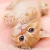 ATS - @lanemay1 - TikTok