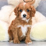 Magnolia Lane Sullivan - @maggie_lane_the_cavapoo - Instagram