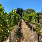 Harmony Lane Vineyard - @harmonylanevineyard - Instagram