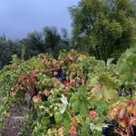 Lane Family Vineyards - @lane_vineyards - Instagram