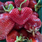 Surrey Lane Vineyard Orchard Farm - @surreylanevineyardorchardfarm - Instagram
