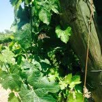 The Martin Family - @toby.lane.vineyards - Instagram