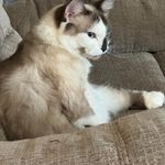 Lanette Denney - @my_rainbow_horse - Instagram