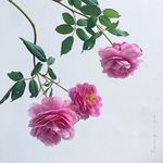 Lang Ngo - @langngo3 - Instagram