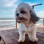 Langley Williams - @shitzupups_ - Instagram