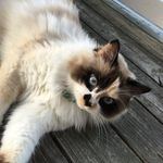 Lani Ford - @lani_punani_ - Instagram
