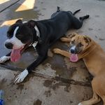 King and Lani Houston - @king_and_lani - Instagram