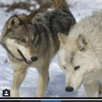 Lanihouston - @wolf_240 - Instagram
