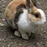 Lanihouston - @life_of_bunnys_ - Instagram