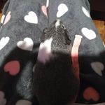 lanihouston - @guinea_pig_baley - Instagram