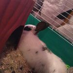 lanihouston - @life_of_bunnys___ - Instagram