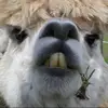 lani lopez - @lanilopez - TikTok