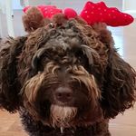 Lani mitchell - @lanithelabradoodle - Instagram
