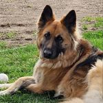Lani the shepard - @lani_the_shepard - Instagram