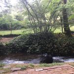 Lani Thomas - @creekside_rummager - Instagram