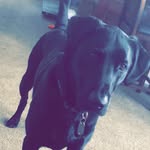 Lanny the Black Labrador - @daily_dose_of_lanny - Instagram