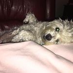 Lanny Brown - @lannybrown1582 - Instagram
