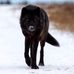 Lone Wolf - Facebook