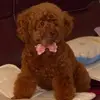 Lao Lin - @lao.lin78 - TikTok