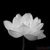 Lao Phan - @lao.phan0 - TikTok