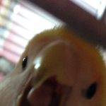 Laoshe - @laoshe7152 - Instagram