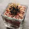 Lao Woo - @2155111637 - TikTok
