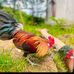 Lap Huynh - Facebook