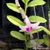 laphuynh866 - @lap.huynh7 - TikTok
