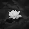 laphuynh - @laphuynh - TikTok
