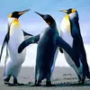 Lap Wong - @30228509169 - TikTok