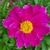 Laretta Pearson - Facebook