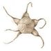 Lara Call Gastinger Botanical Art - Facebook