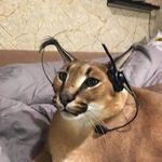 Laracall - @laracall - Instagram