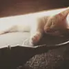 larah carson - @larahcarson - TikTok