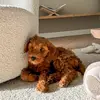 Lara Australian Cobberdog - @laracobberdog - TikTok