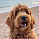Lara Galavazi - @lara.cobberdog - Instagram