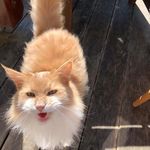Lara Conner - @bulmchen - Instagram