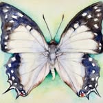 Lara Cooper - @laracooperart - Instagram