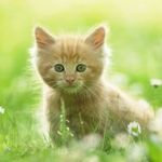 Lara Alle Doherty - @nyan_cat_345 - Instagram