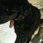 Lara Dutton - @blackdog76 - Instagram